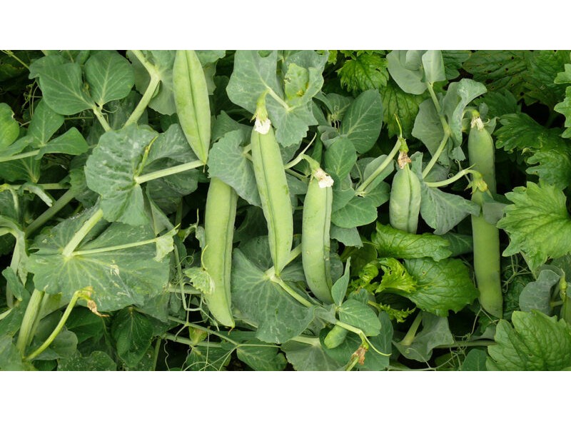 Насіння гороху овочевого Мегасайз (2500с.) Lark Seeds Насіння гороху овочевого Мегасайз (2500с.) Lark Seeds